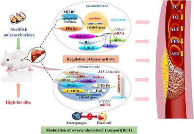 A review on shellfish polysaccharides: Extraction, characterization and amelioration of metabolic syndrome